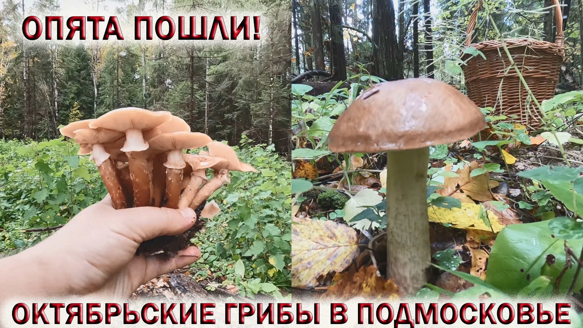 Октябрьские грибы