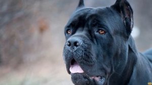 Кане - Корсо Бесстрашный защитник и Верный друг- все о породе