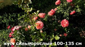 Роза Бонита Ренессанс, шраб с необычной окраской разных оттенков апельсина!