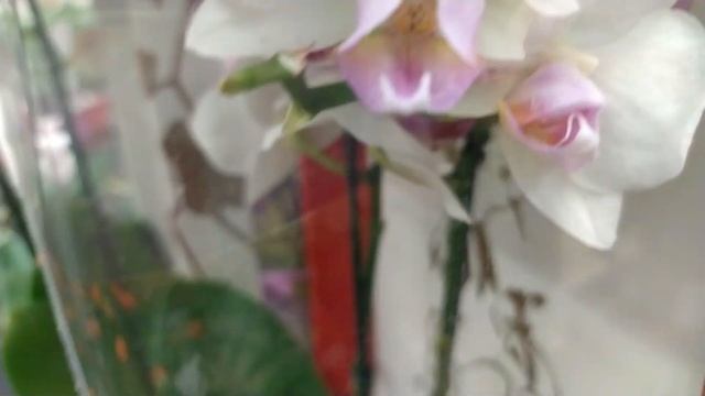 Обзор орхидей 6 февраля 2020 года Ашан Воронеж в Сити Граде смотреть онлайн