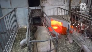 ❌СВИНОМАТКА ОТКАЗЫВАЕТСЯ ОТ ЕДЫ В ЧЕМ ПРИЧИНА ❌