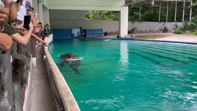 Тайский зоопарк Khao Kheow смотреть онлайн