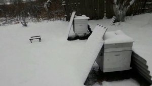 Защита пчёл от синиц