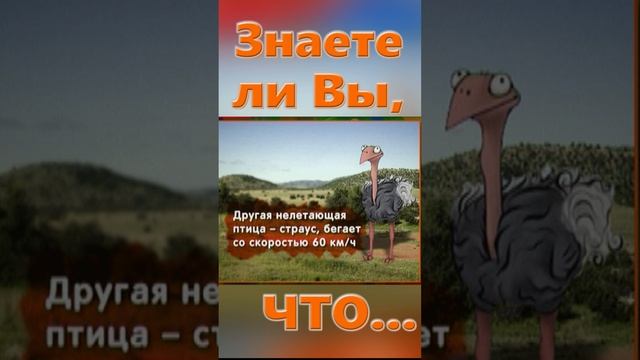 Знаете ли вы Что? Пингвин и страус