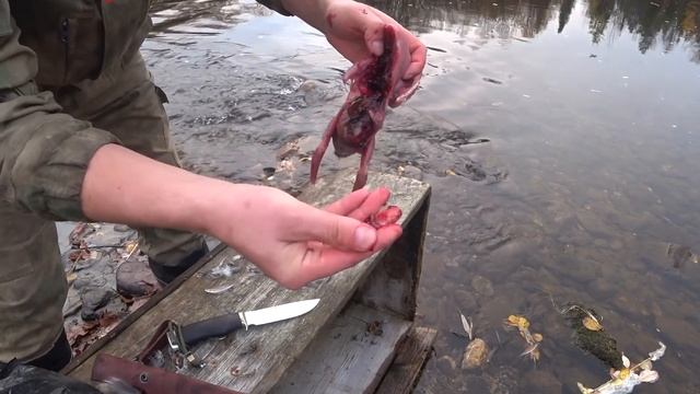 Разделка рябчиков / пробитие пули 22 LR по боровой дичи. смотреть онлайн