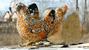 #Алтайская_Бентамка Altai Bantam Chickens Курочка с цыплятами