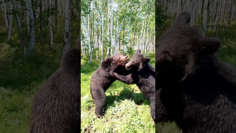 Дуся маленькая да удаленькая. #медведь #bear