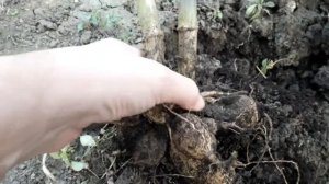 Как сохранить георгины зимой