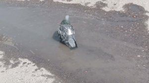 bird    city  птицы в городе