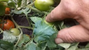 Урожайный помидор Рио Гранде.