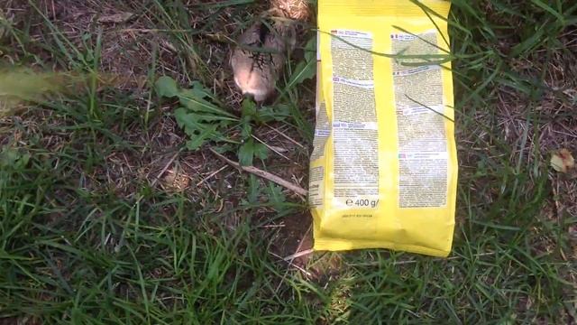 Дашута и хомяк смотреть онлайн