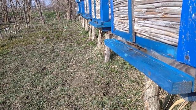 пчолы начали носить пыльцу