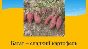 использование растений африки