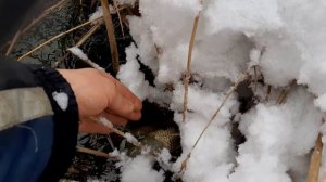 как я зимой ловил карася