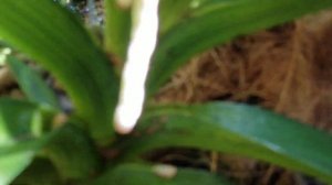 Rhynchostylis Gigantia spikes forming.