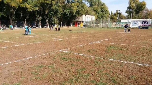 Dog Frisbee Odessa. Ролл точность. Дог фрисби. Спорт с собаками. Тарелка для собак. VLOG DOG. Pulle смотреть онлайн