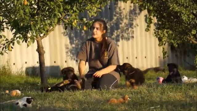 щенки немецкой овчарки 1,5 месяца на прогулке 1 11082019 смотреть онлайн