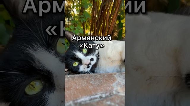 Как на разных языках звучит слово кошка, часть 2#котики #кот