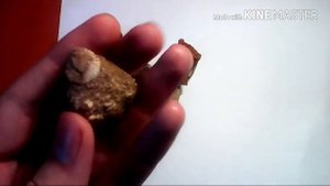 КОРАЛЛ РУГОЗА - В ПОИСКАХ ОКАМЕНЕЛОСТЕЙ.