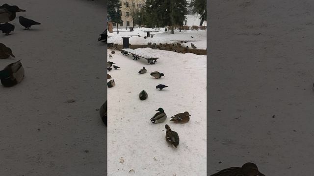 Утки, зимовка в Твери. Ducks, wintering in Tver. #утки #забавныеживотные #тверь #птицы #зима2024