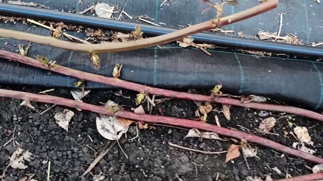 Открыли ежевику, первая подкормка. Омск 06.05.2021 смотреть онлайн