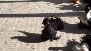 Статные голуби у Александра.  тел. 89281083884.