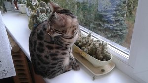 Бенгальский котенок и кактус