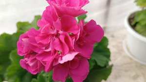 Обзор сортов.