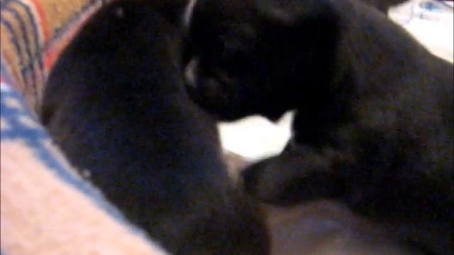 Щенки часть 2 смотреть онлайн