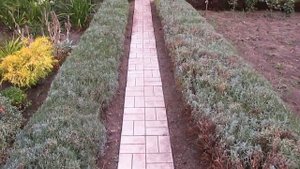 Лаванда после цветения. Бордюр из лаванды.