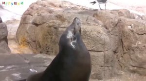 Водоплавающие ЖИВОТНЫЕ (карточки)