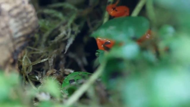 Очень опасные лягушки смотреть онлайн