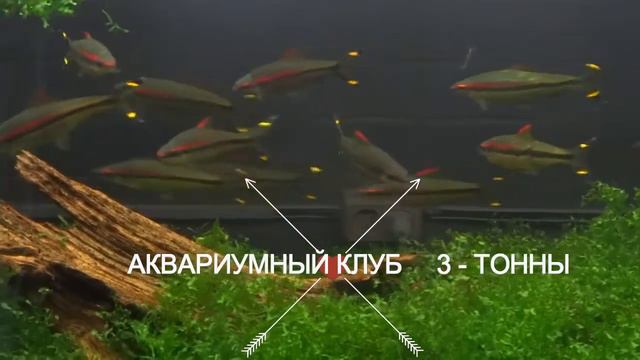 Барбус денисони
