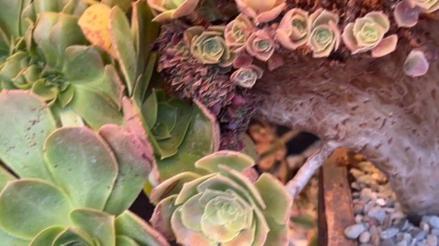 Korean succulents Aeonium variegated crested for sale call Ngân: 408-661-5751. 8/31/2023 смотреть онлайн