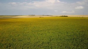 Подсолнухи