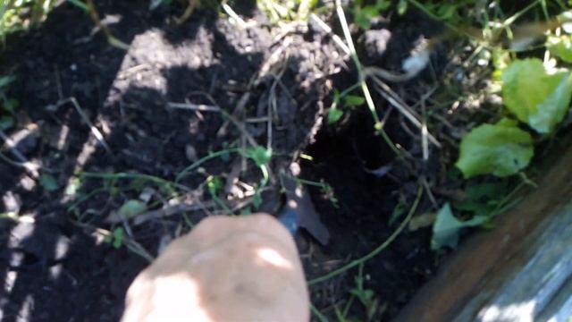 Как я в июле картошку сажала. #сад #дача #огород #любимаядача смотреть онлайн