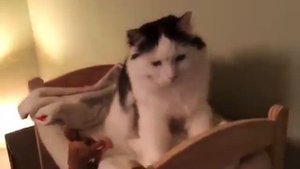 Кроватка для кота