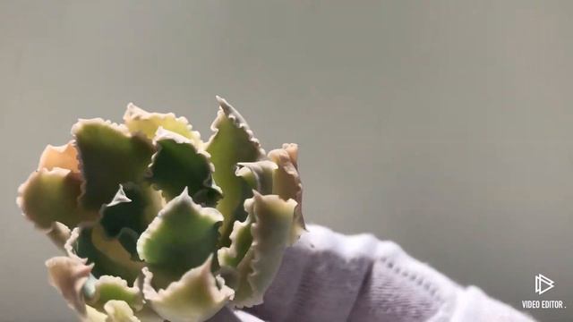 Echeveria Jara смотреть онлайн