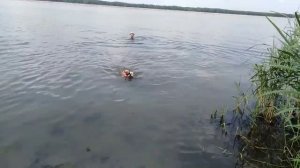 Французский бульдог плавает в воде. Тэя любитель воды. Собачки на природе. Игры с бульдожкой.