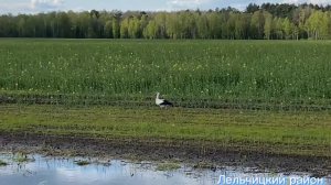 Видео. Птицы счастья