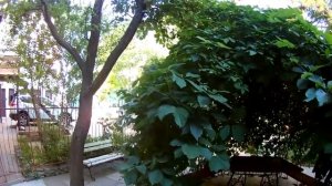 Летние домики ,   У Тани и Юры. - Крым. -База отдыха  Прибой.