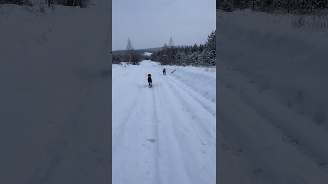 Охота с ВОО ПриВО МСОО
