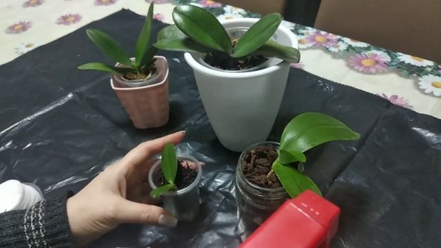 Тестирую Тоник для листьев орхидей от Воna Forte?☘️? смотреть онлайн