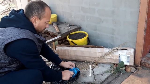 Фундук сорт керасунд. смотреть онлайн