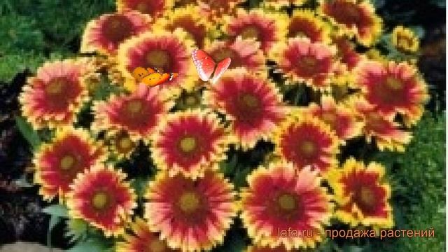 Гайлардия грандифлора Сан ? грандифлора гайлардия Сан обзор: как сажать, семена гайлардии Сан