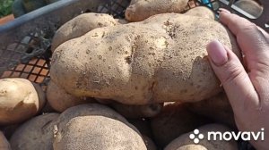 ПРЕДЛАГАЕМ  НАСТОЯЩИЙ СОРТ КАРТОФЕЛЯ СЫНОК (БОГАТЫРЬ) ГОТОВ К ОТПРАВКИ // ВАЦАП 8-915-245-81-59