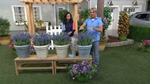 Cottage Farms 4-piece Big Time Blue Lavender on QVC