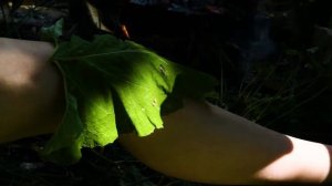 Использование лопуха при ушибах