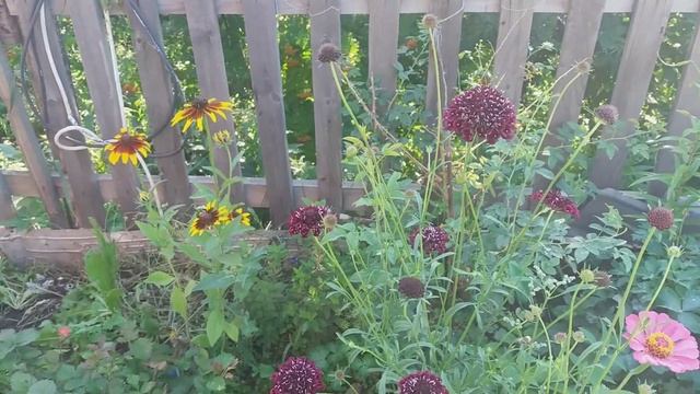 Скабиоза, цветение смотреть онлайн