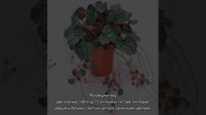 Популярные разновидности цветка камнеломка — описание